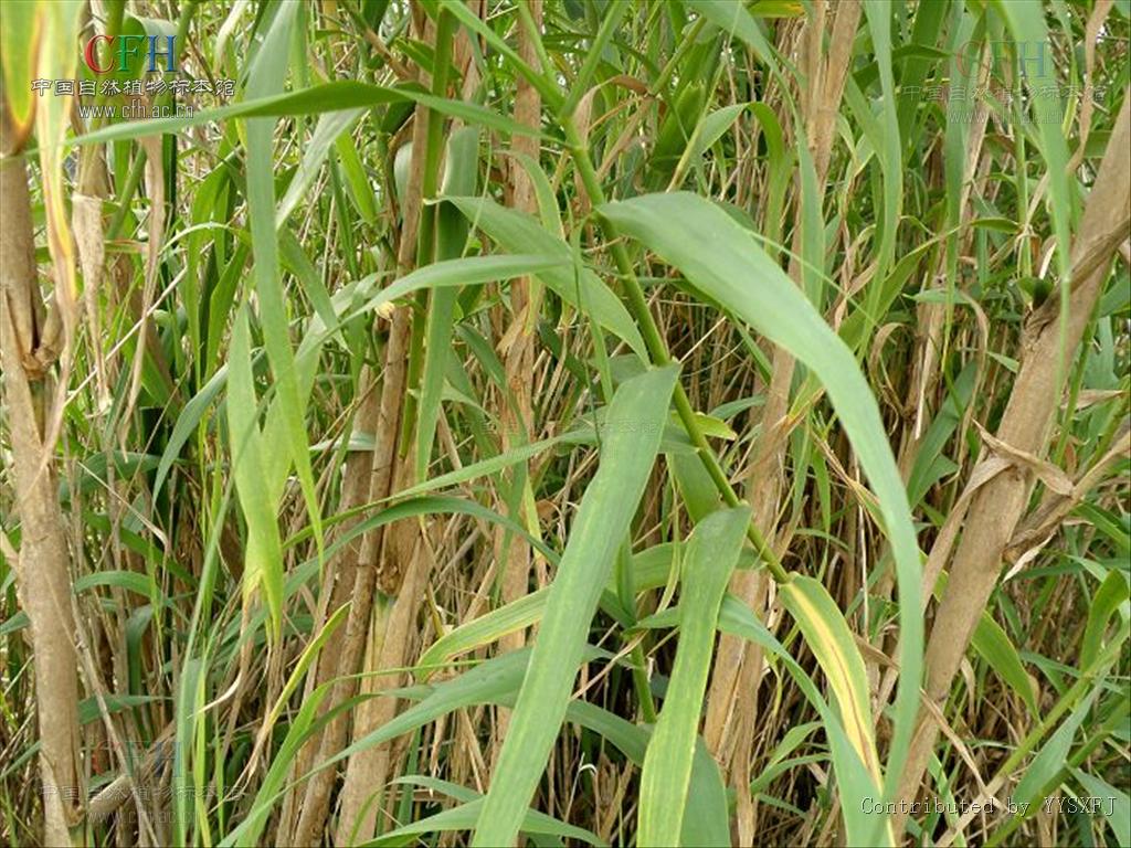  p>arundo j. 芦竹属,禾本科,分布于热带和温带地区,我国常见有芦竹a.