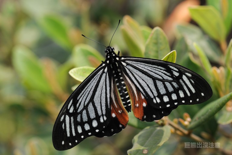  p>褐斑凤蝶( i>chilasa agestor /i>&nbsp;gray,1831)是 a href=