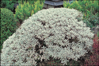  p>芙蓉菊( i>crossostephium chinense /i> (l.