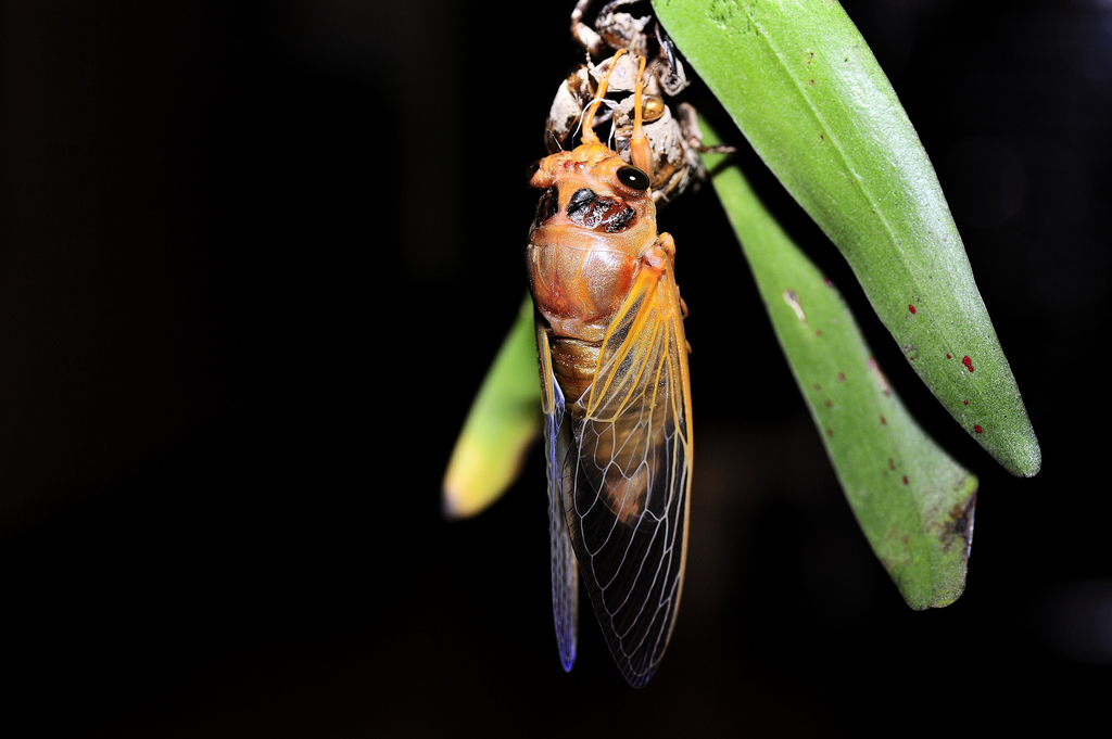 cryptotympana takasagona