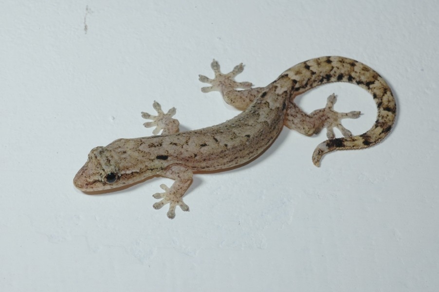  p>雅美鳞趾蝎虎躯干长约4公分,最大全长可达8公分,身体主要以褐色为