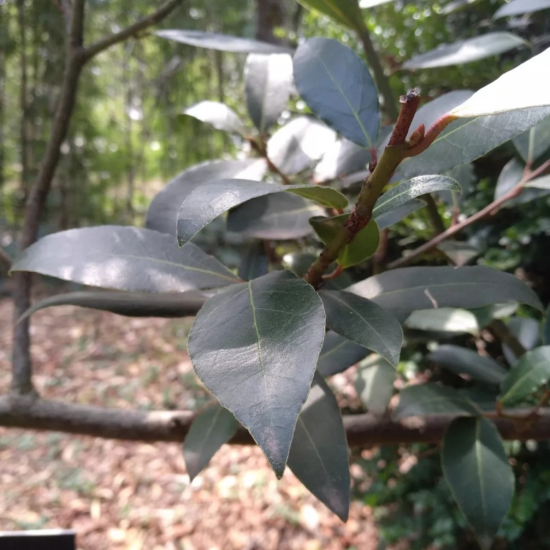 中国式的吉祥 摘得 桂 冠 百科ta说