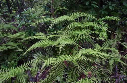 里白（里白科里白属植物）_百度百科