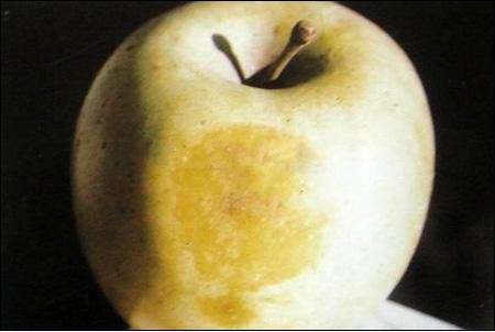  p>苹果水心病又称糖化病,蜜果病.