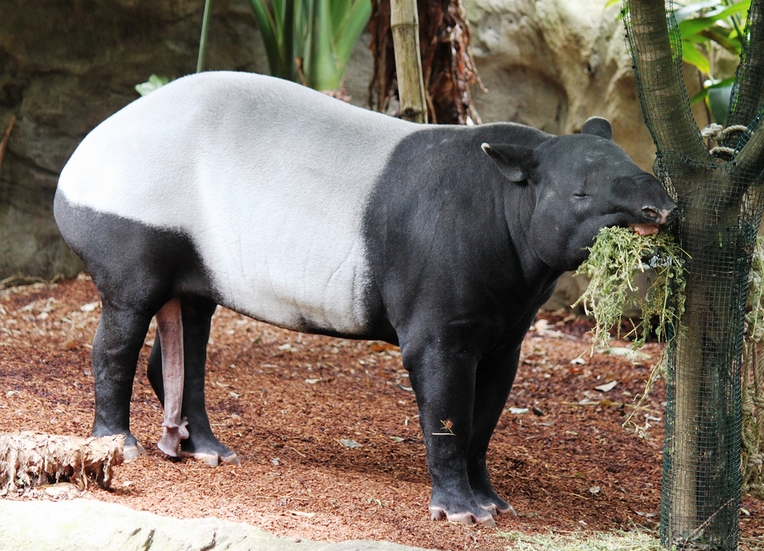  p>亚洲貘(学名: i>tapirus indicus /i>):亦称 a href="#" data