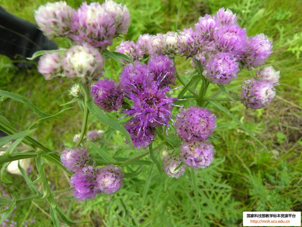  p>伞形花序,是 a href="#" data-lemmaid="1381367">无限花序 /a>的