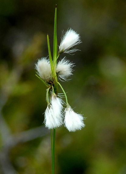  p>羊胡子草属(学名:eriophorum):为 a href="#">莎草科 /a>的一个属