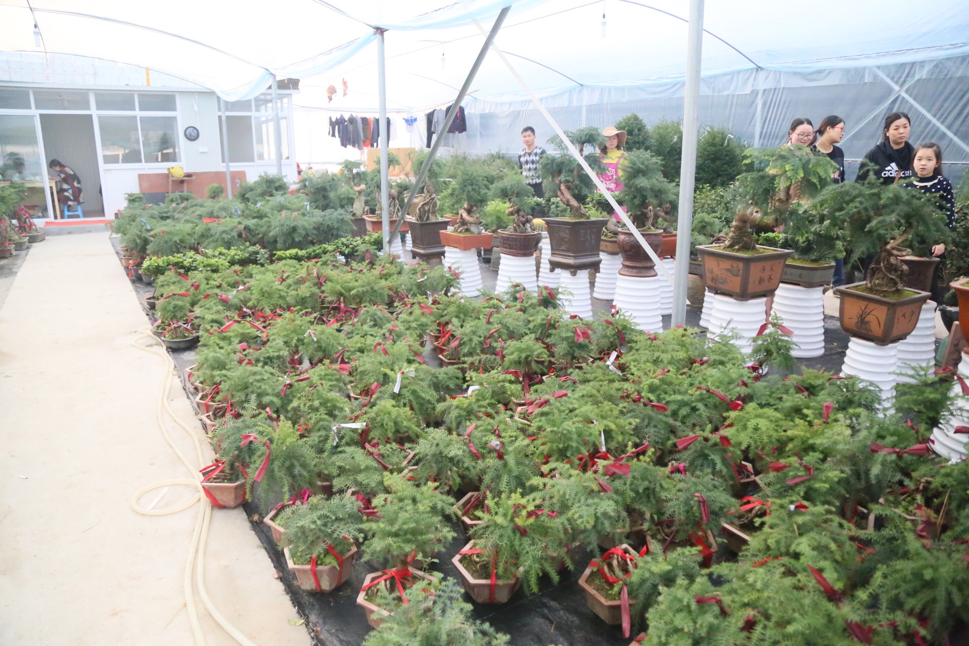 上海龙大花卉苗木市场经营管理有限公司