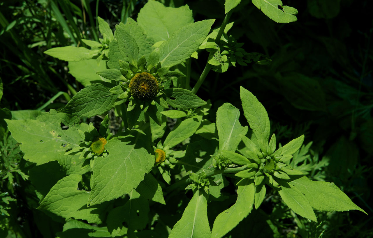  p>金挖耳(学名:carpesium divaricatum)为菊科 a