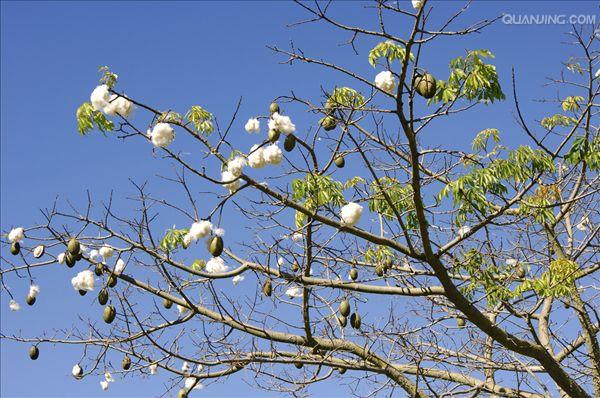  p>吉贝(学名 i>:ceiba pentandra /i> (l.) gaertn.