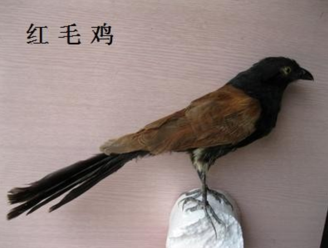 红毛鸡