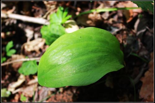  p>马蹄芹属(学名:dickinsia franch.