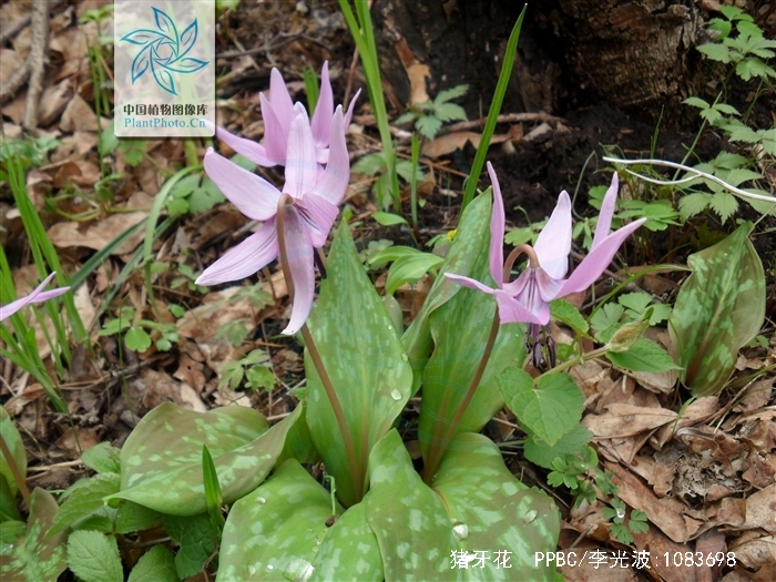  p>猪牙花 i>(erythronium japonicum decne.