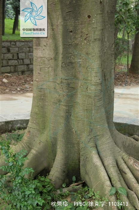  p>枕果榕(学名: i>ficus drupacea /i> thunb.