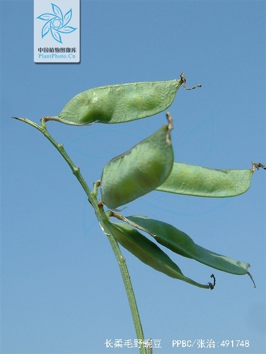 长柔毛野豌豆