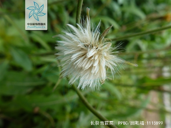 长裂苦苣菜