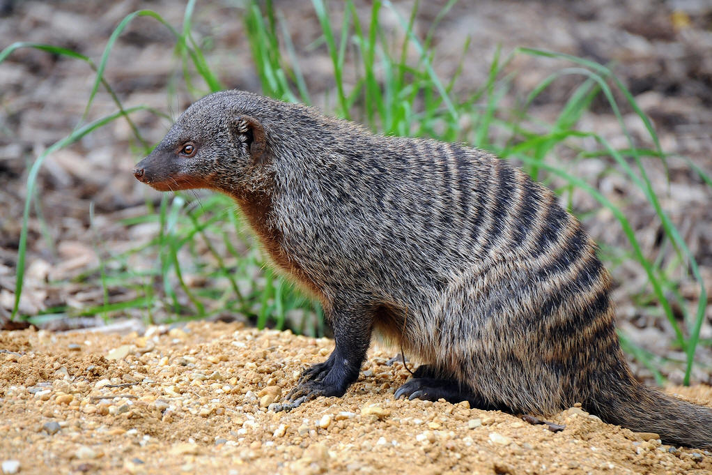  p data-id="go09mnd90x">獴(herpestes;mongooses)獴科动物的通称,是