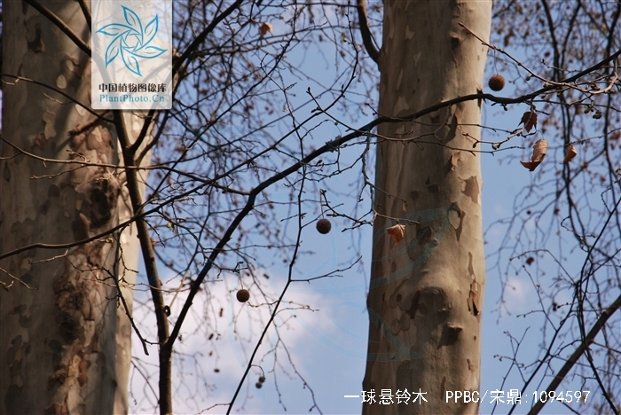  p>一球悬铃木(学名: i>platanus occidentalis /i> l.