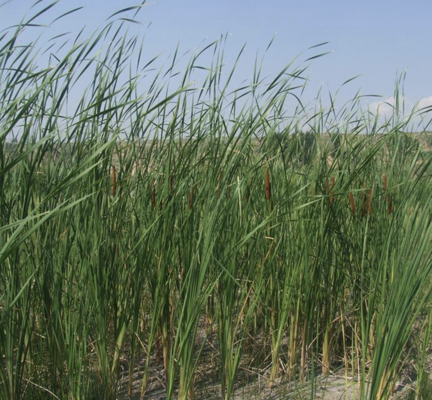  p>宽叶香蒲(学名: i>typha latifolia /i> linn.