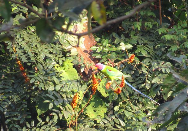  p>花头鹦鹉(学名: i>psittacula roseata /i>)是中型 a href="#">