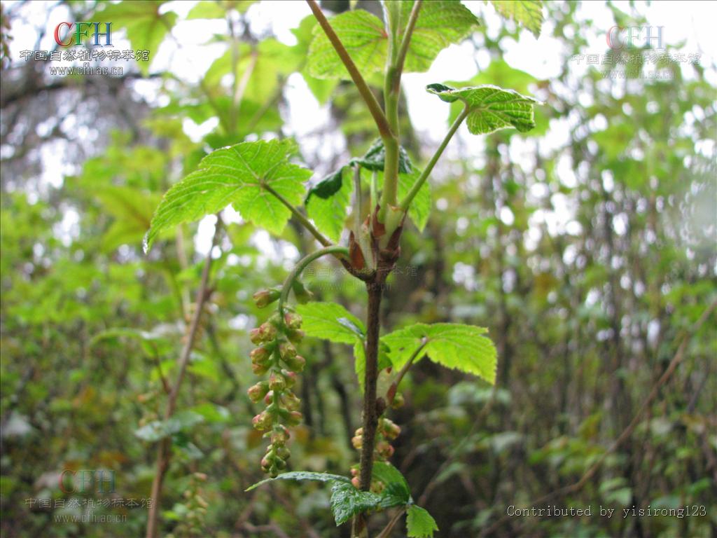 叶呈狭卵状披针形,狭三角状长卵圆形.