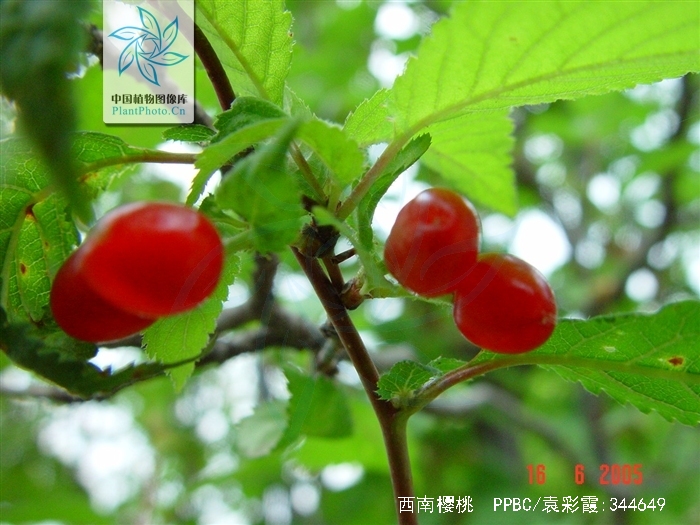  p>西南樱桃(学名: i>cerasus duclouxii /i>  (koehne) yu et li): a