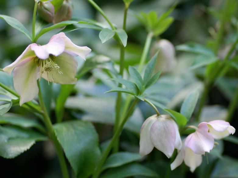 helleborus orientalis