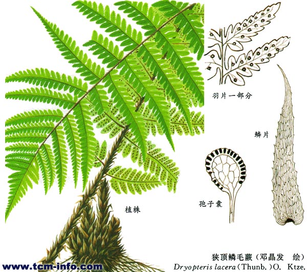 kuntze), a target="_blank" href="/item/常绿植物/224071" data