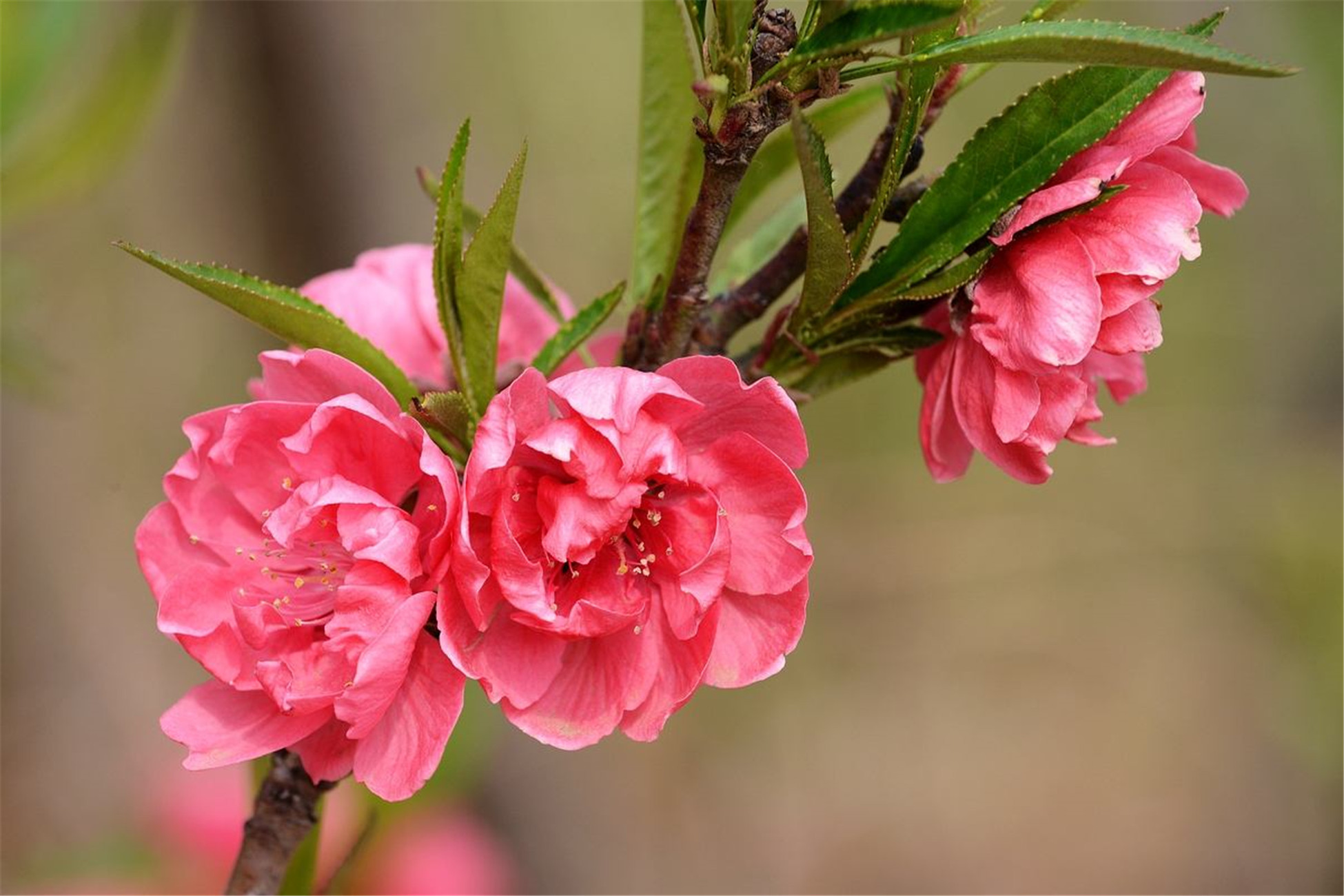 紫叶桃(紫叶桃树是什么品种)