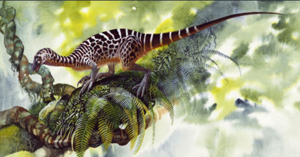 嗜鸟龙(ornitholestes)