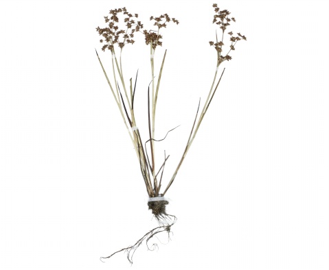 juncus diastrophanthus buchen.