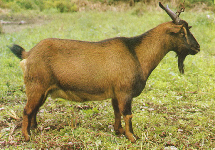  p>麻羊产于四川省成都平原及其附近 a target="_blank" href="/item