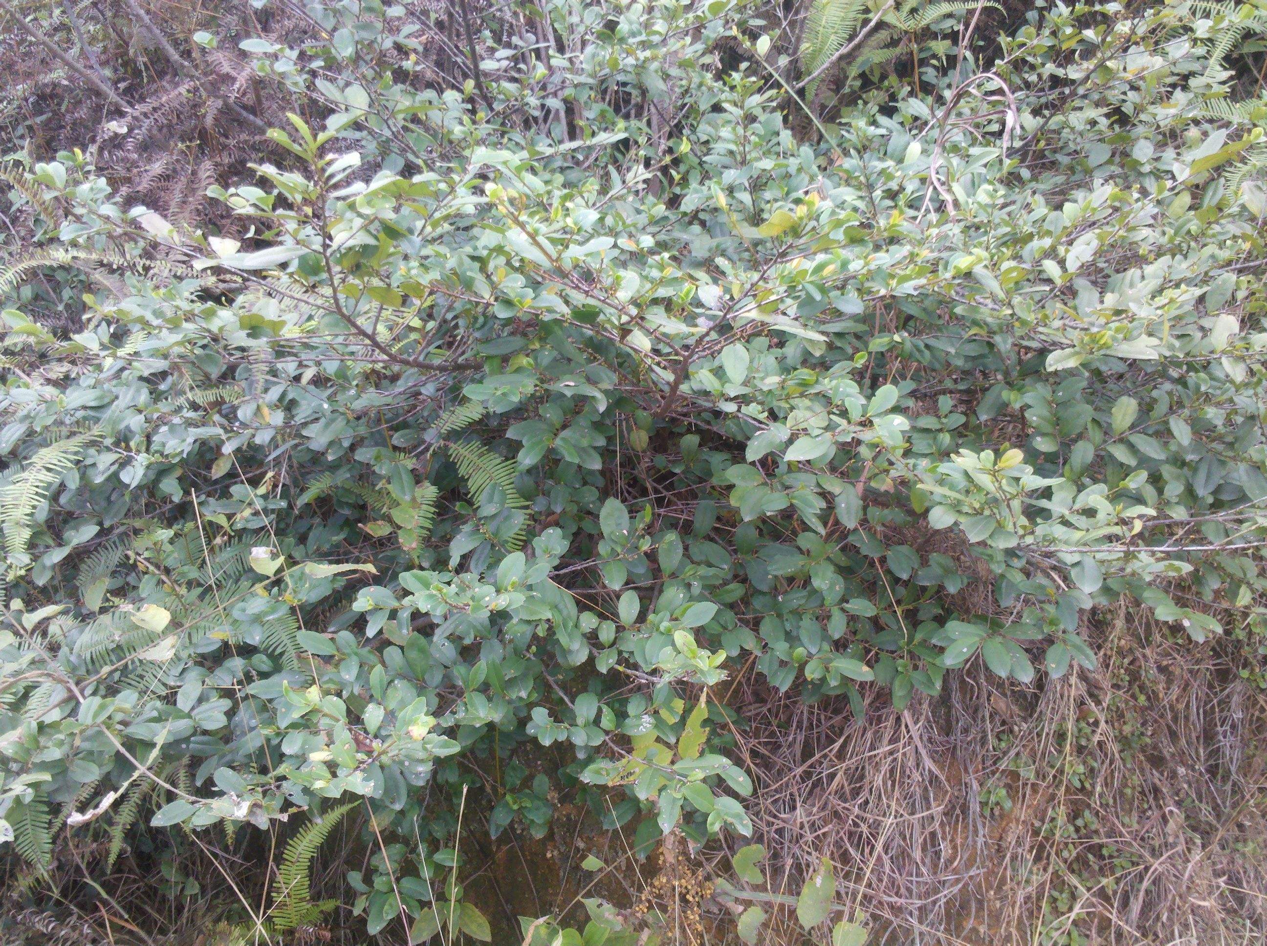 ( black pigment from vaccinium bracteatum thunb) 主要是乌饭树叶