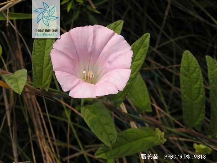  p>藤长苗,别名大夫苗,大夫子苗(山东),狗儿苗,毛胡弯(河南) 狗藤花