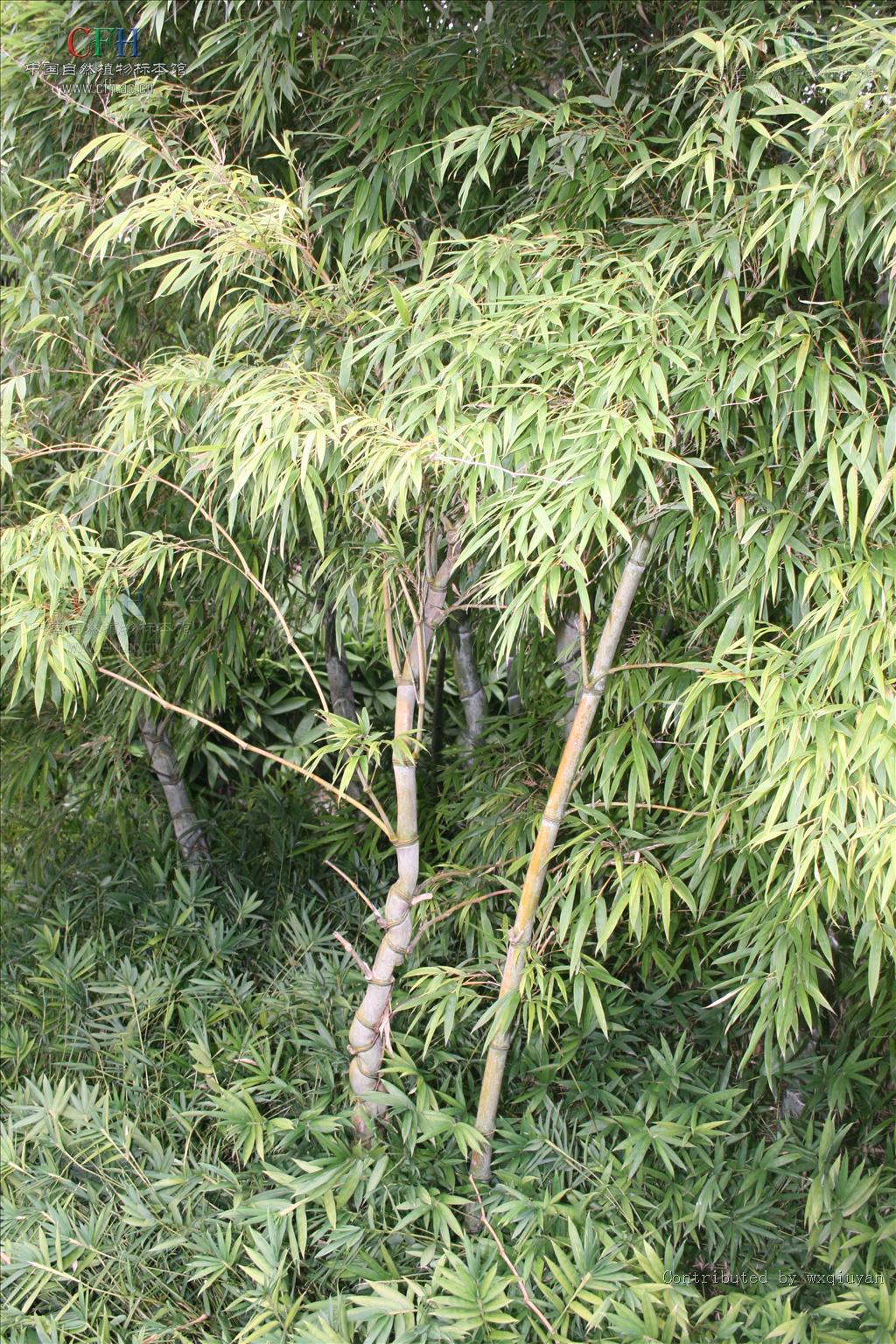 qiongzhurea tumidinoda hsueh et yi