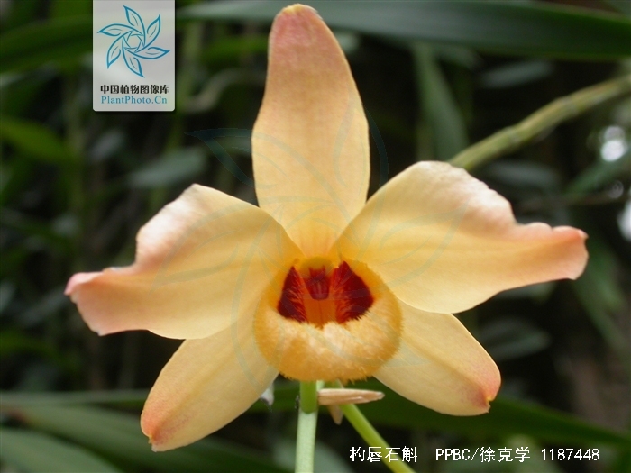  p>杓唇石斛(学名: i>dendrobium moschatum /i>  (buch.-ham.) sw.
