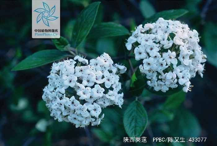  p>陕西荚蒾(学名: i>viburnum schensianum  /i>maxim.