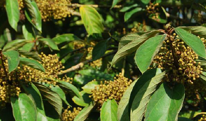  p>毛黄肉楠,是 a data-lemmaid="1626707">黄肉楠属 /a>小乔木或灌木