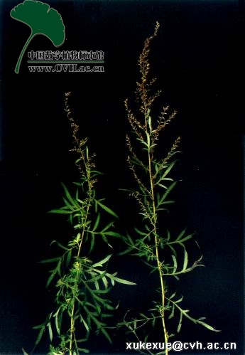 artemisia verbenacea