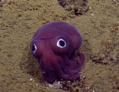 太平洋僧头乌贼