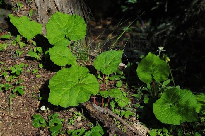  p>藏边大黄(学名: i>rheum australe  /i>d.