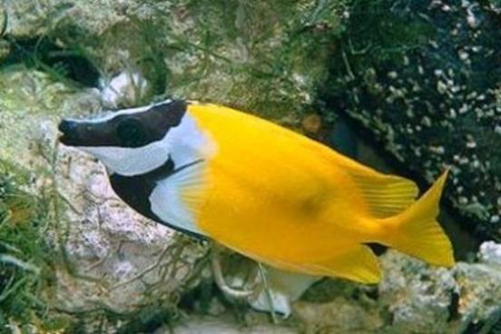  p> b>蓝子鱼 /b>, a target="_blank" href="/item/学名/8074290"