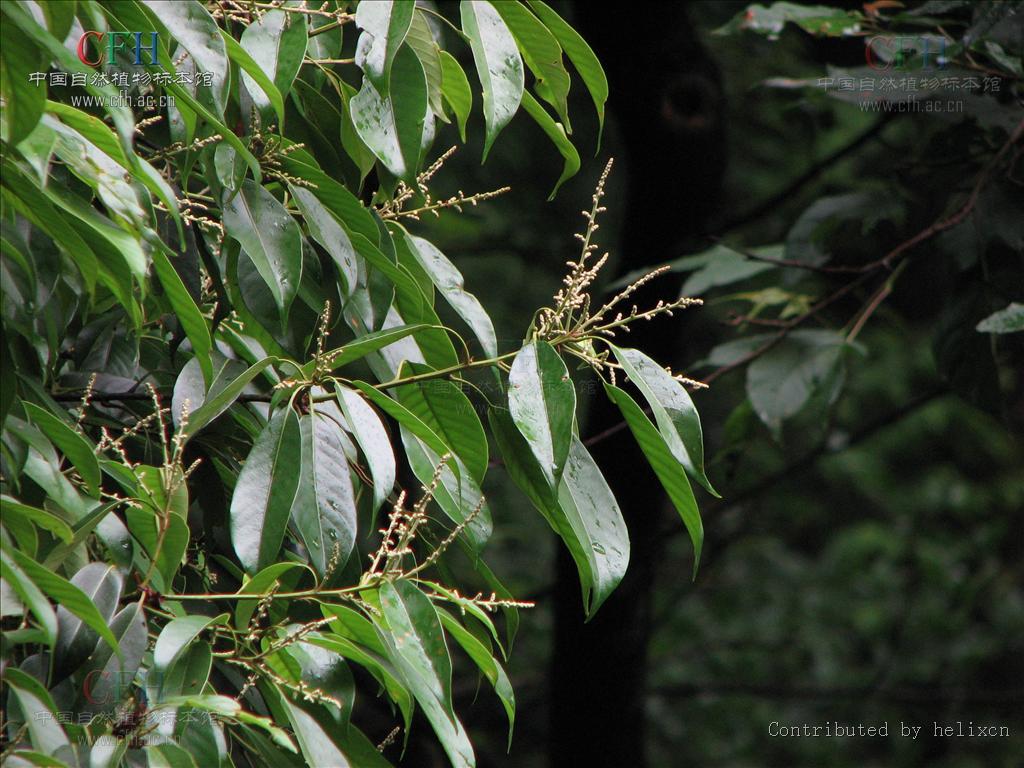 正名为青冈,别名:紫心木,青栲,花梢树,细叶桐,铁栎,铁椆.