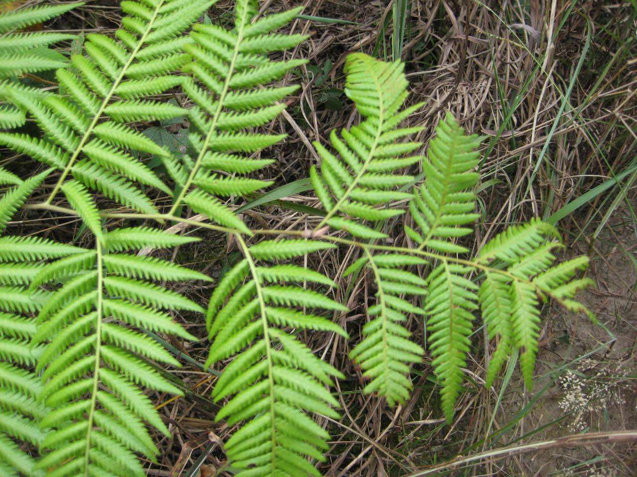  p>云南独活(学名:heracleum yunnanense)是伞形科 a target="_blank"