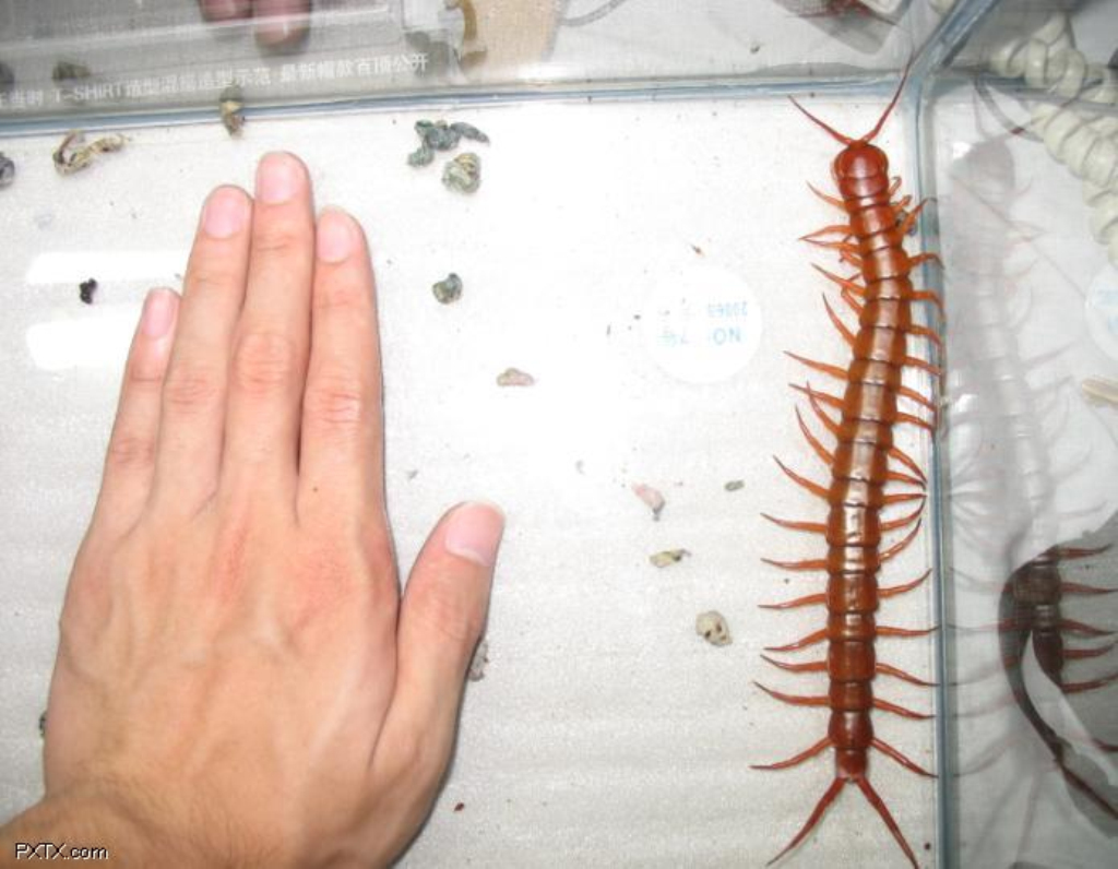 红龙蜈蚣
