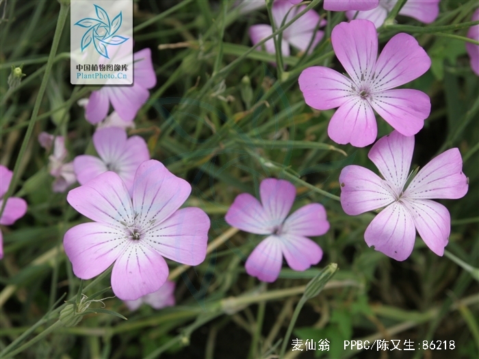  p>麦仙翁(学名: i>agrostemma githago /i> l.