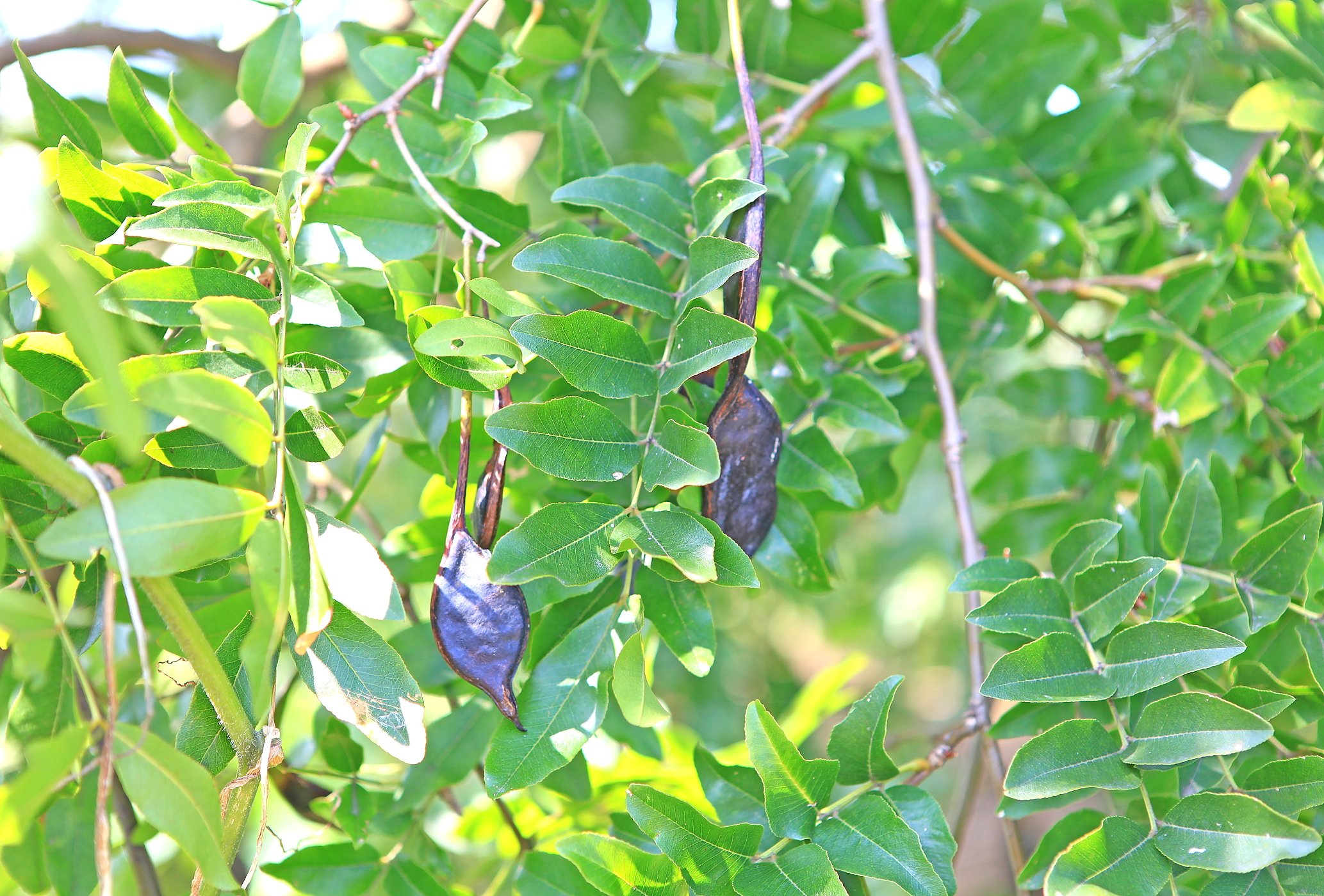  p>青墩皂荚〔角〕树,位于亭湖区靑墩镇林场村,当地老人讲,此树是明