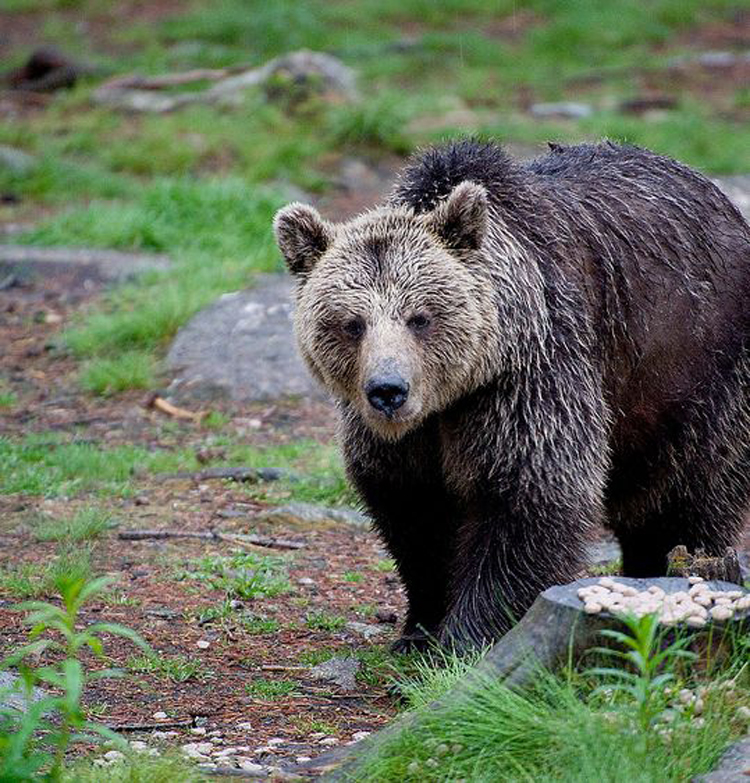  p>欧洲棕熊(学名:ursus arctos arctos)是棕熊指名亚种,头大而圆,体