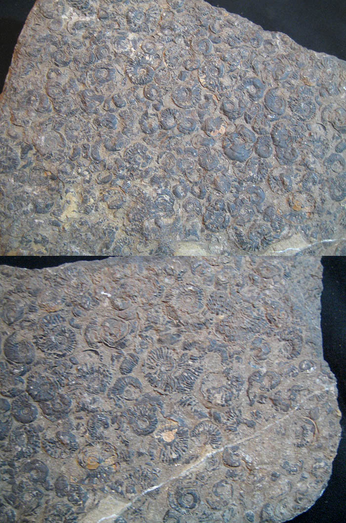  p>直角石(学名orthoceras)是一属已灭绝的直角石亚纲动物.