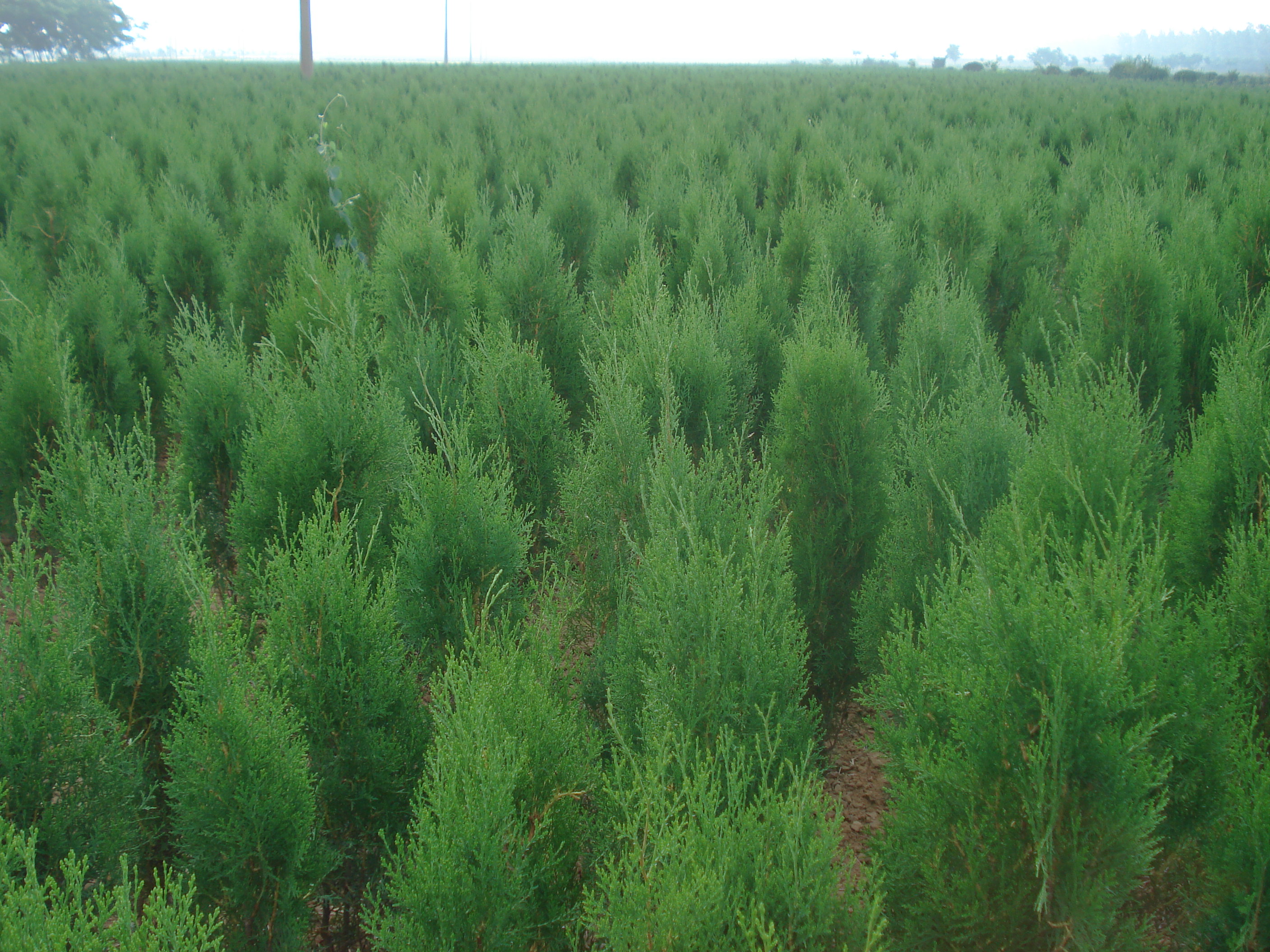  p data-id="gntpfpk47d">侧柏( i>platycladus orientalis  /i>(l.